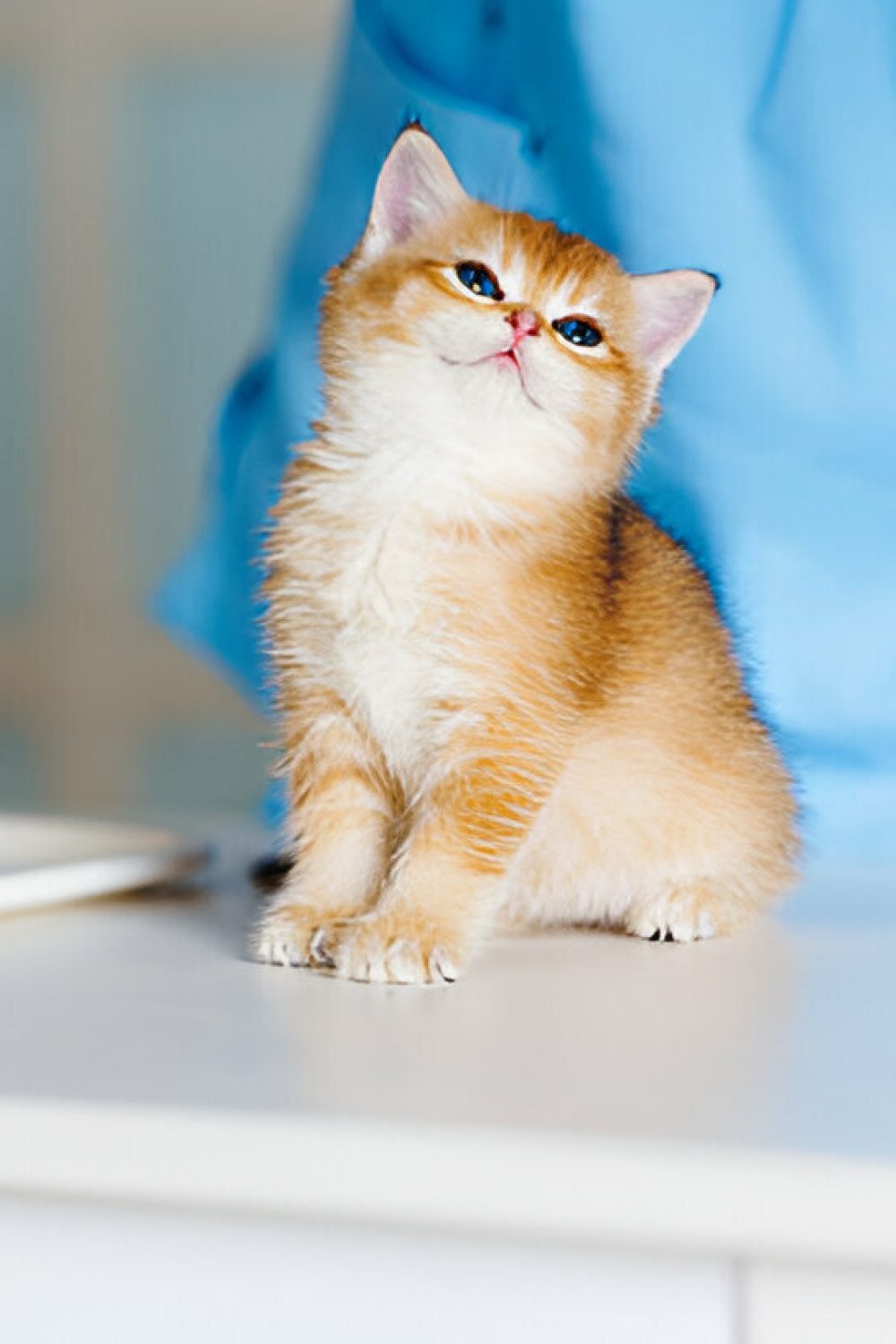 vacunacion veterinario a domicilio murcia